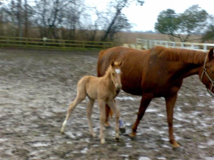 Palomino Saint Opportunity billede 2