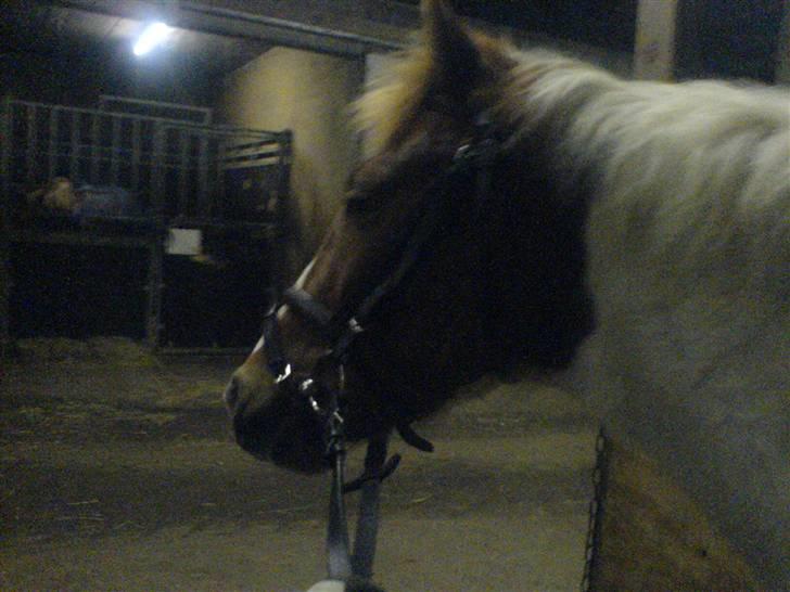 Pinto Tarzan billede 12