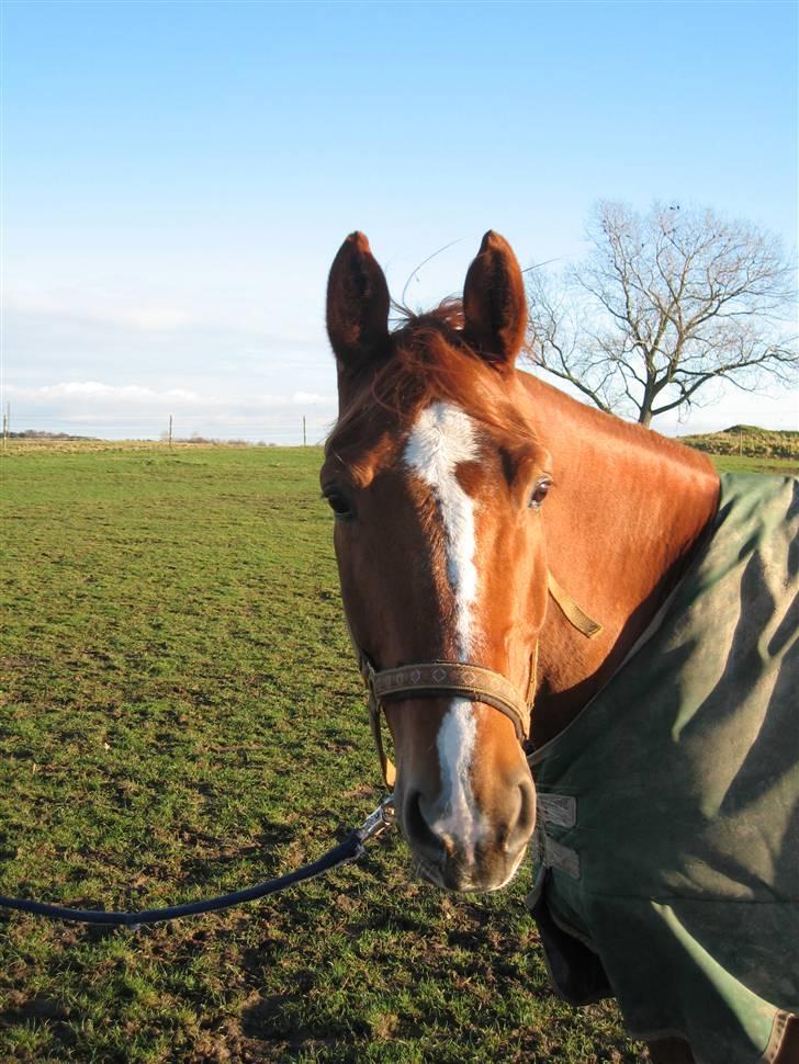 Dansk Varmblod Chablis - -´ im´ hoot ;) billede 6