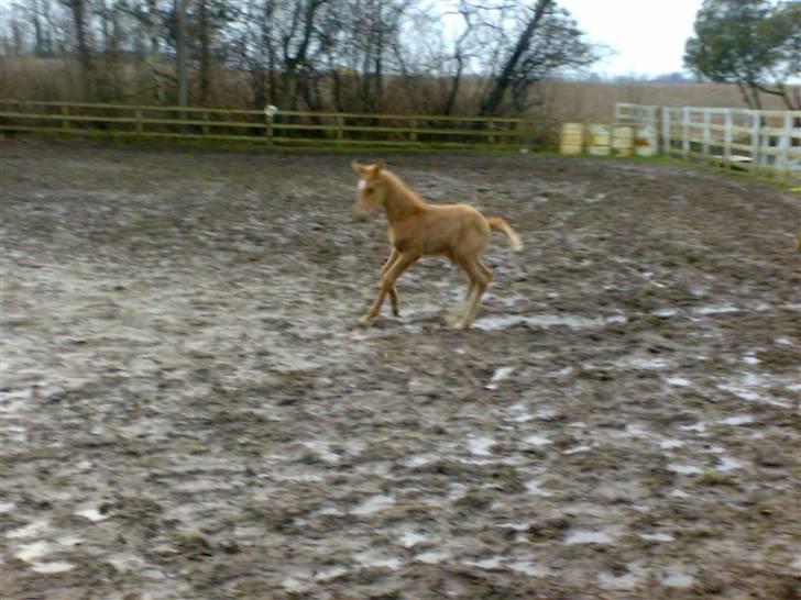 Palomino Saint Opportunity billede 3