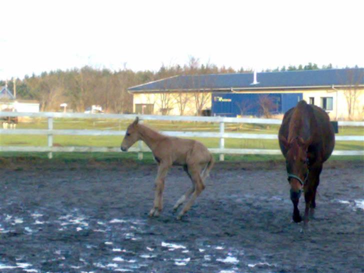 Palomino Saint Opportunity billede 4