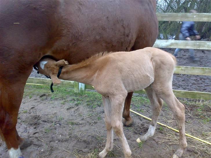 Palomino Saint Opportunity billede 5