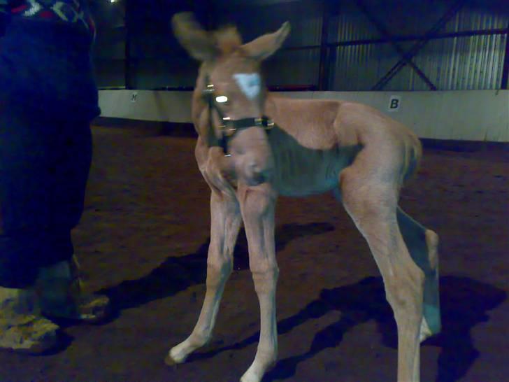 Palomino Saint Opportunity billede 6