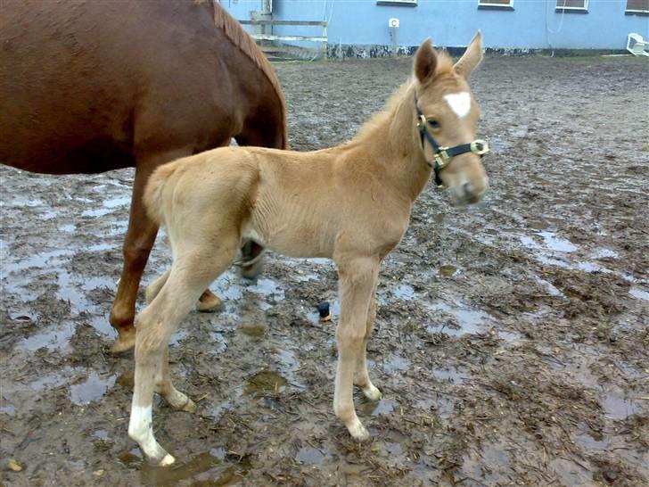 Palomino Saint Opportunity billede 7