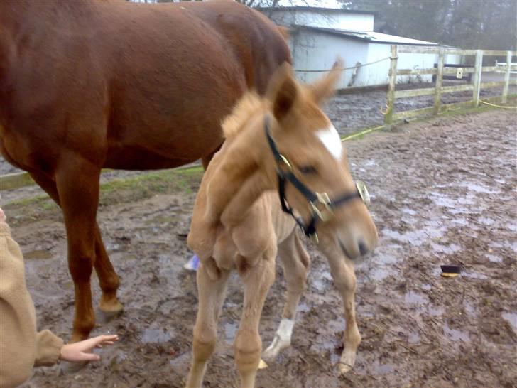 Palomino Saint Opportunity billede 8