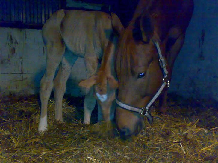 Palomino Saint Opportunity billede 9