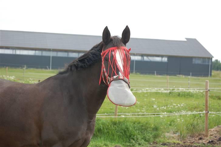 Anden særlig race Mandalay R.i.p miss you - velkommen til mandalay´s profil <3  billede 1