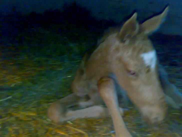 Palomino Saint Opportunity billede 10