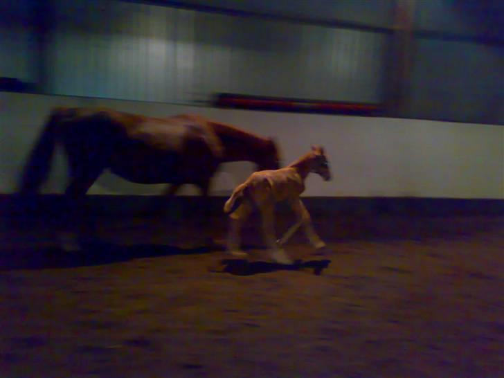 Palomino Saint Opportunity billede 11