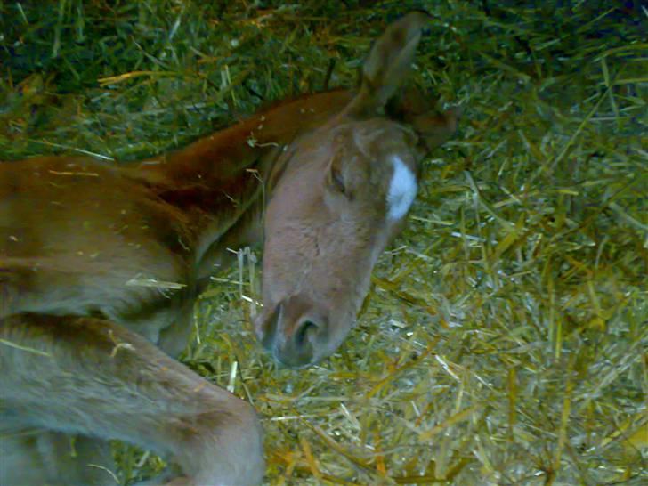 Palomino Saint Opportunity billede 15