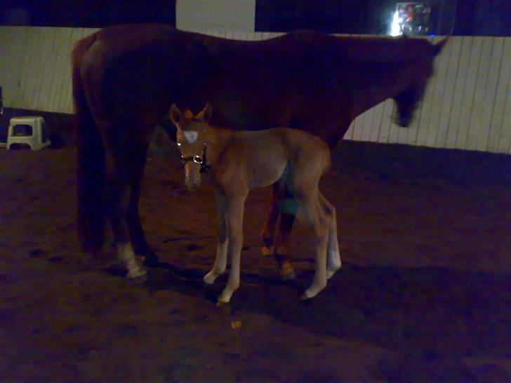 Palomino Saint Opportunity billede 16