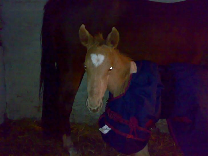 Palomino Saint Opportunity - 2 dage gammel, dejligt med varme.. billede 17