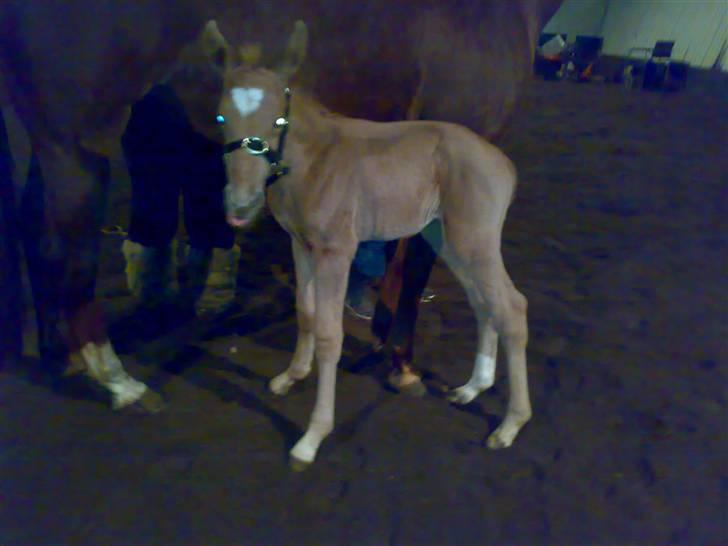 Palomino Saint Opportunity billede 18