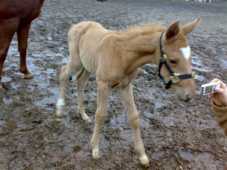 Palomino Saint Opportunity billede 19