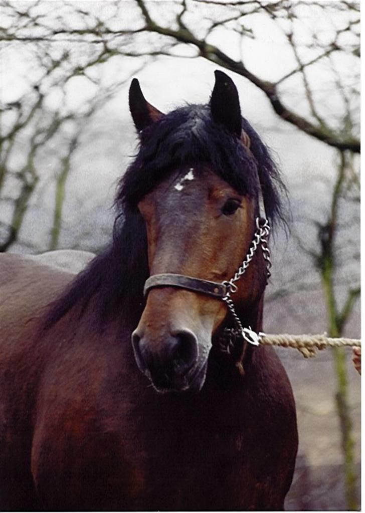 Belgier Balder - Balders smukke mor Ramona -min fars hest som desværre er død nu billede 14