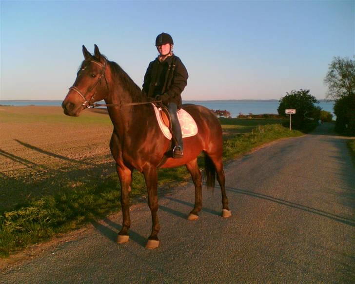 Dansk Varmblod Bella Star R.I.P billede 1