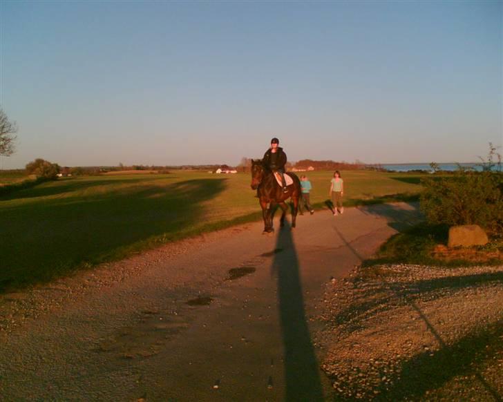 Dansk Varmblod Bella Star R.I.P billede 2