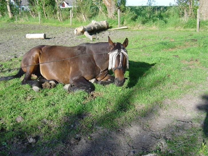 Dansk Varmblod Bella Star R.I.P billede 3