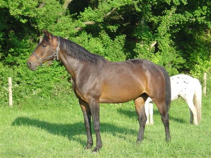 Dansk Varmblod Bella Star R.I.P billede 4