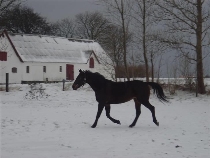 Dansk Varmblod Bella Star R.I.P billede 5