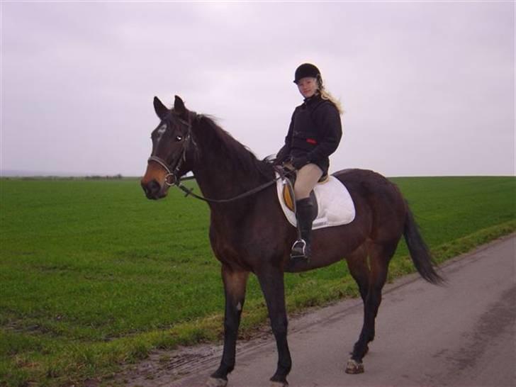 Dansk Varmblod Bella Star R.I.P billede 6