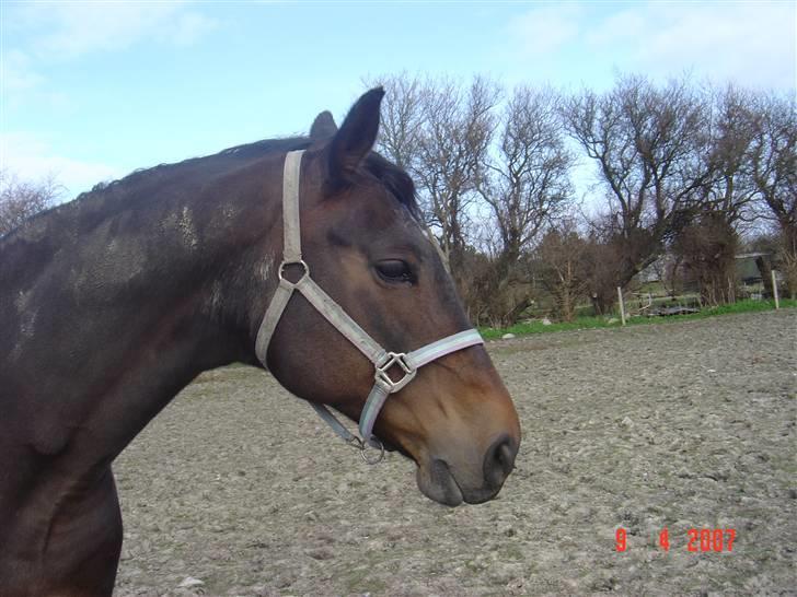 Dansk Varmblod Bella Star R.I.P billede 7