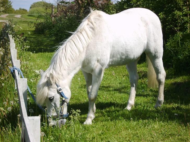 Anden særlig race Perle  - hygge billede ! billede 6