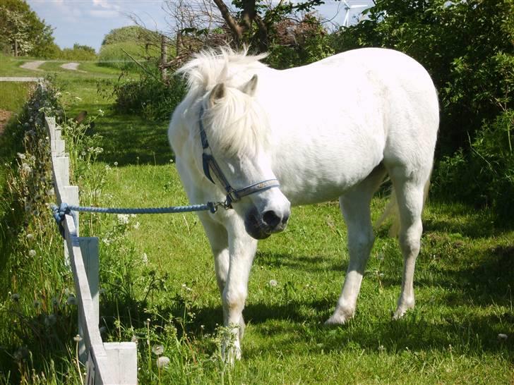 Anden særlig race Perle  - hygge billede ! billede 7