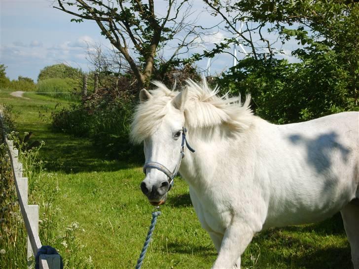 Anden særlig race Perle  - hygge billede ! billede 8