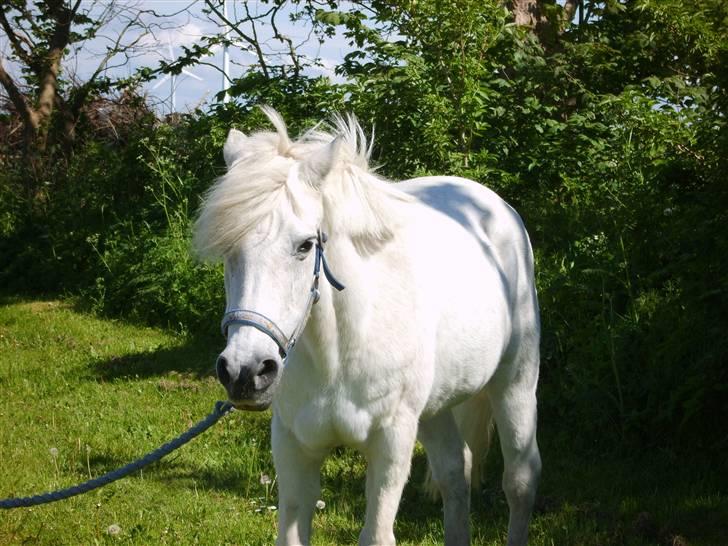 Anden særlig race Perle  - hygge billede ! billede 9