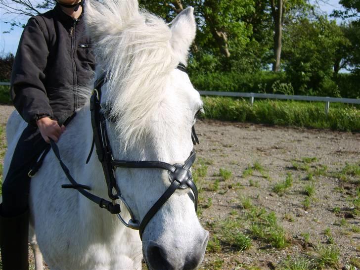 Anden særlig race Perle  - uden sadel billede 11