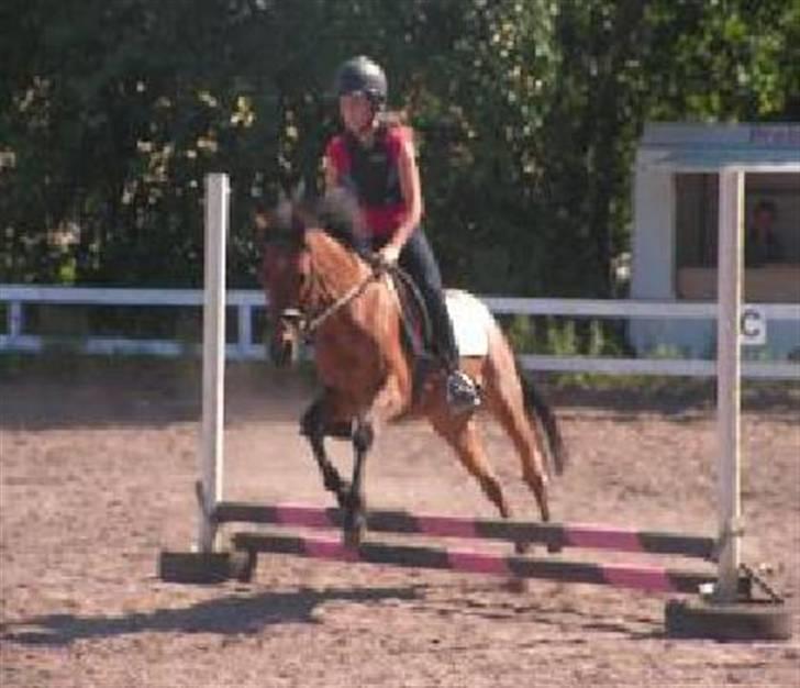 Anden særlig race Mc. Værdi <3 ! †R.I.P† - julle & maccer springer<3  billede 4