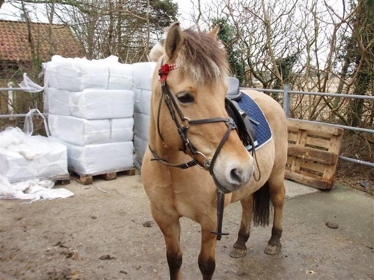 Fjordhest Klokkeblomst   * Solgt* billede 19