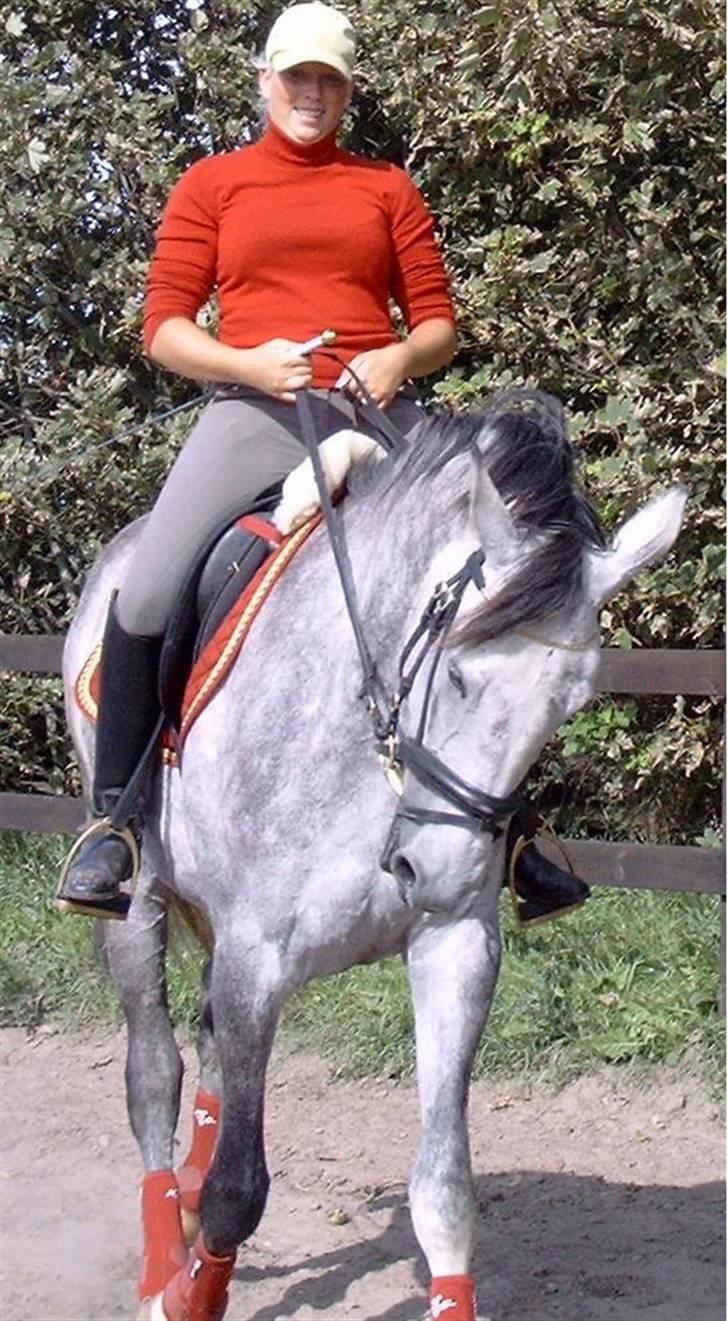 Tysk Varmblod Bonita Baldus X Amateur - sommeren 2008 billede 1