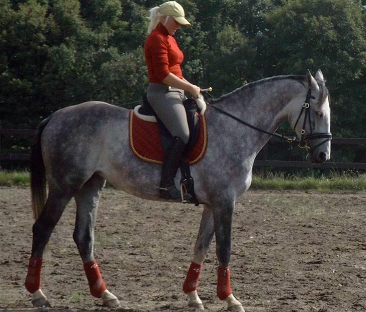 Tysk Varmblod Bonita Baldus X Amateur - sommeren 2008 billede 5