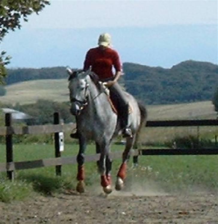 Tysk Varmblod Bonita Baldus X Amateur - sommeren 2008 billede 7