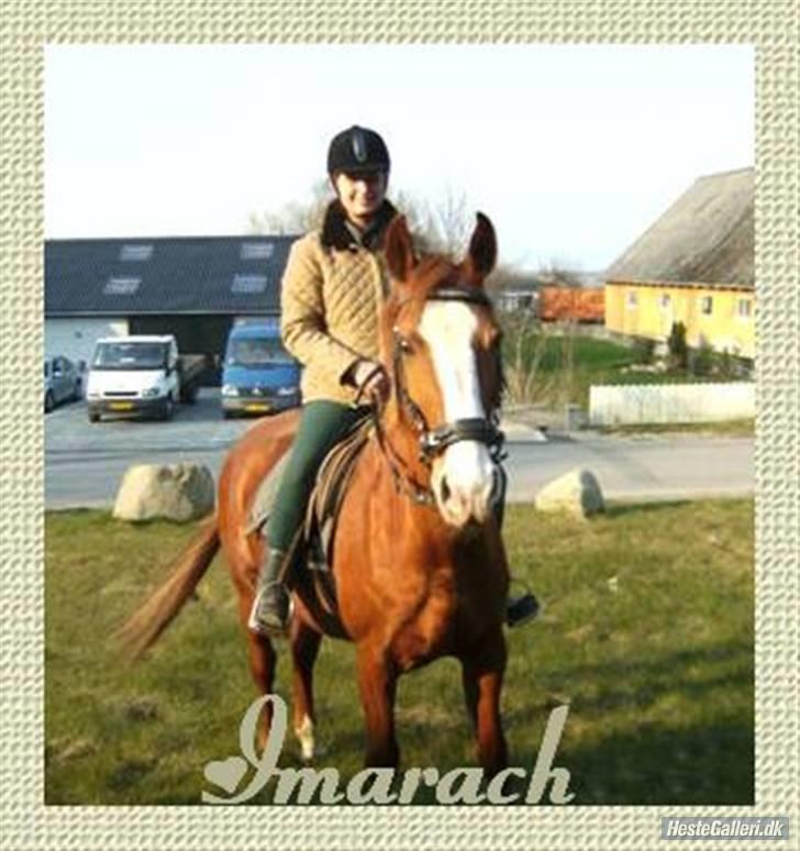 Hollandsk Varmblod Imarach "altid savnet" - redigeret billed af mimi billede 16