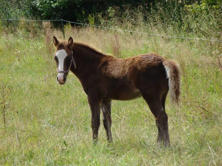 New Forest Star Dust billede 7