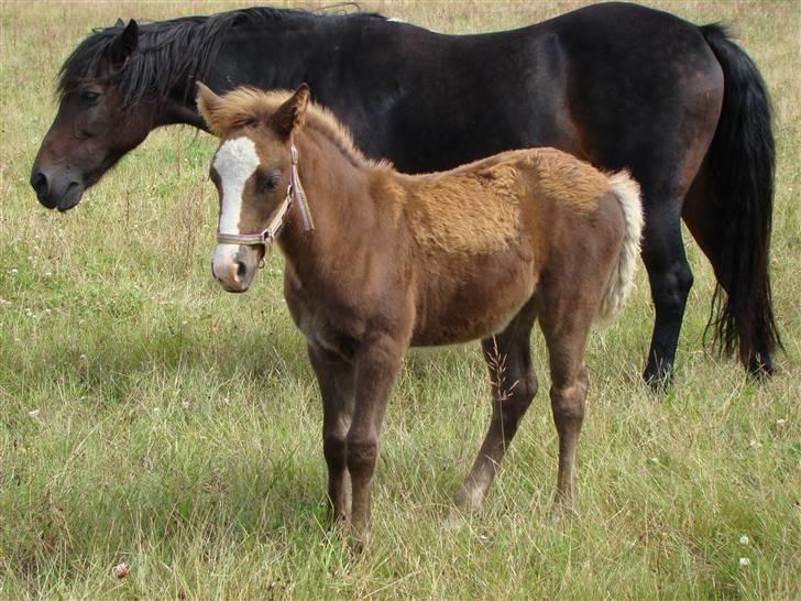 New Forest Star Dust billede 8