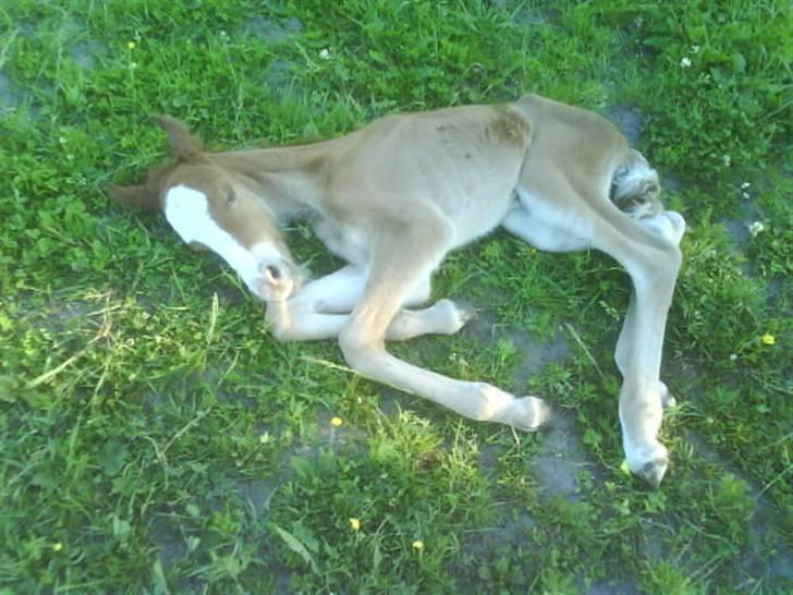 New Forest Star Dust billede 11