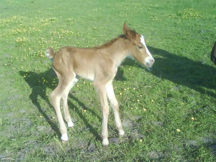 New Forest Star Dust billede 12