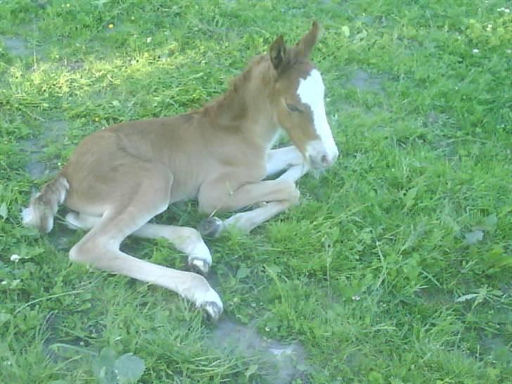 New Forest Star Dust billede 14