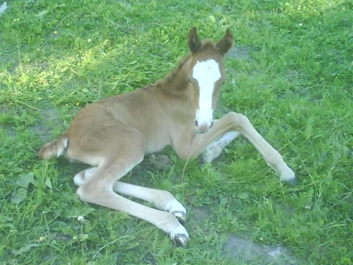 New Forest Star Dust billede 15