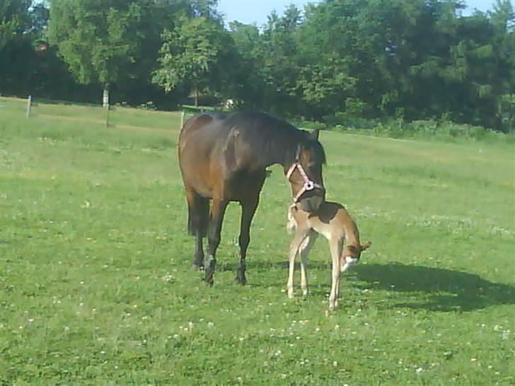 New Forest Star Dust billede 17