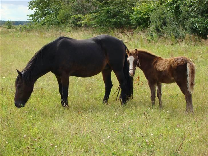 New Forest Star Dust billede 10