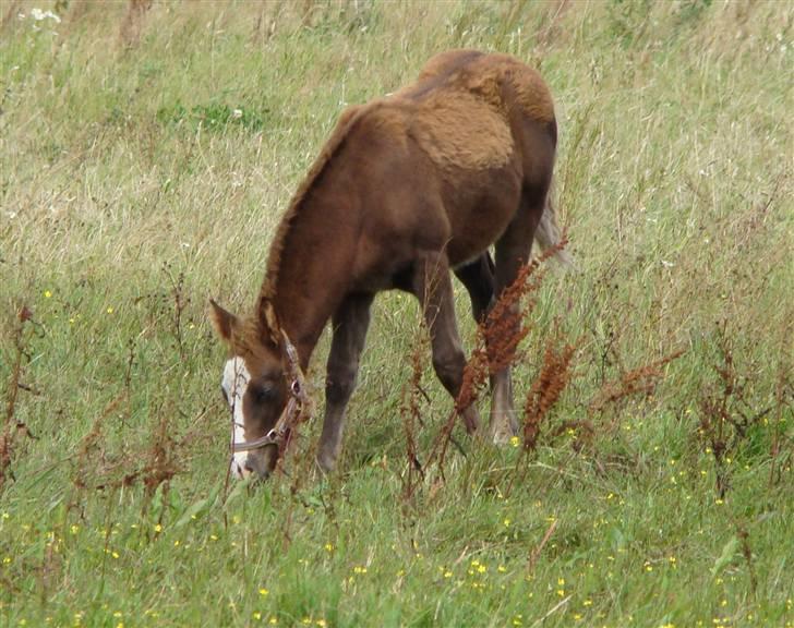 New Forest Star Dust billede 9