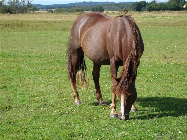New Forest Ginger billede 1