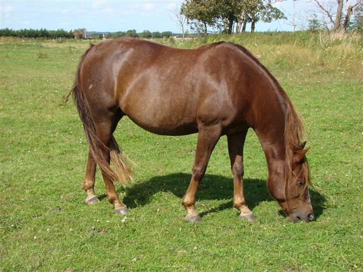 New Forest Ginger billede 2