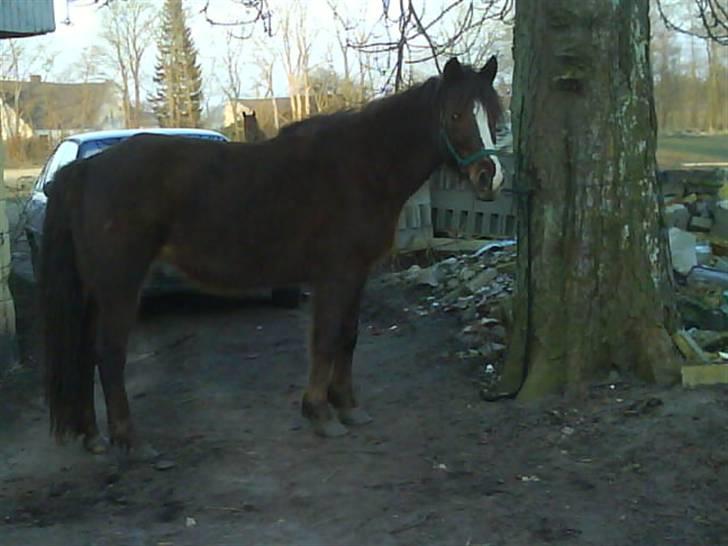 New Forest Ginger billede 3