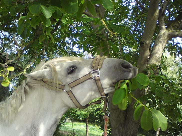 DSP Asgogårds Splint - Altid dejligt med lidt blade :P billede 7